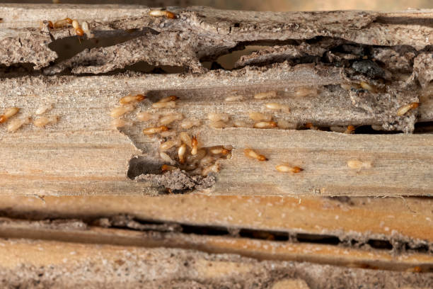 Best Pest Prevention Services  in Siena College, NY